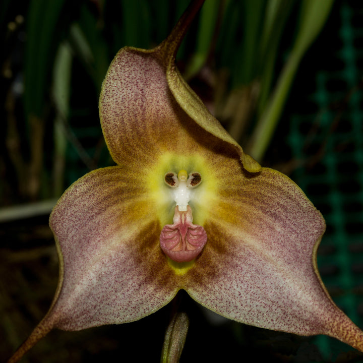Dracula Orchid Brown Seeds for Planting – Organic, Heirloom, Non-GMO Flower Seeds