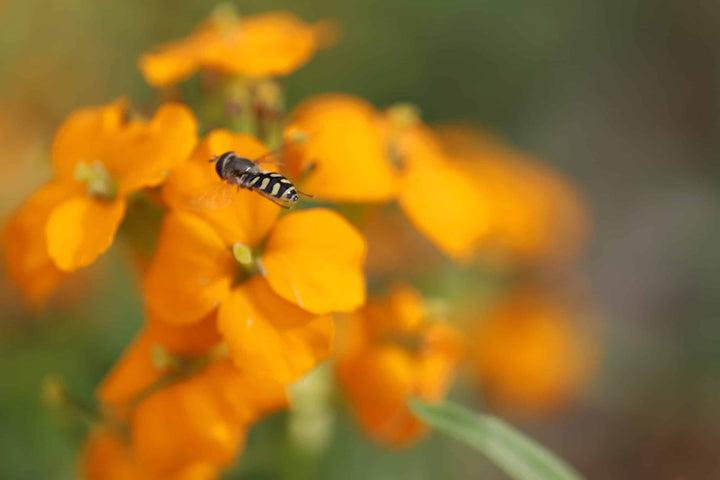 Orange Erysimum Aliionii Blomsterfrø til udplantning, 100 stk