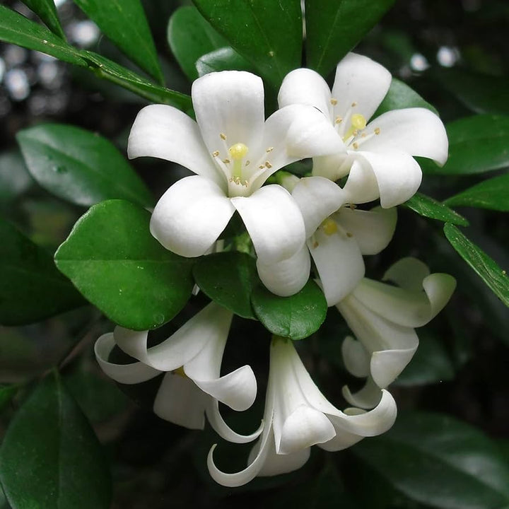 Heirloom Murraya Paniculata Flower Seeds, Non-GMO Fragrant Jasmine Blooms for Garden Planting