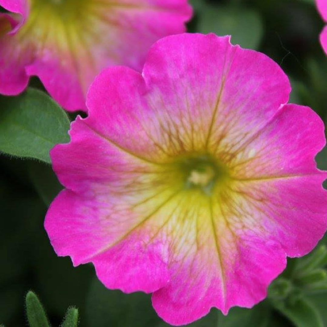 Yellow & Pink Petunia Flower Seeds for Planting - Heirloom, NON-GMO, Vibrant Garden Blooms