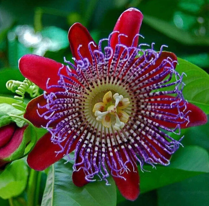 Organic Heirloom Red Winged-Stem Passion Flower Seeds – Non-GMO Unique Seeds for Planting