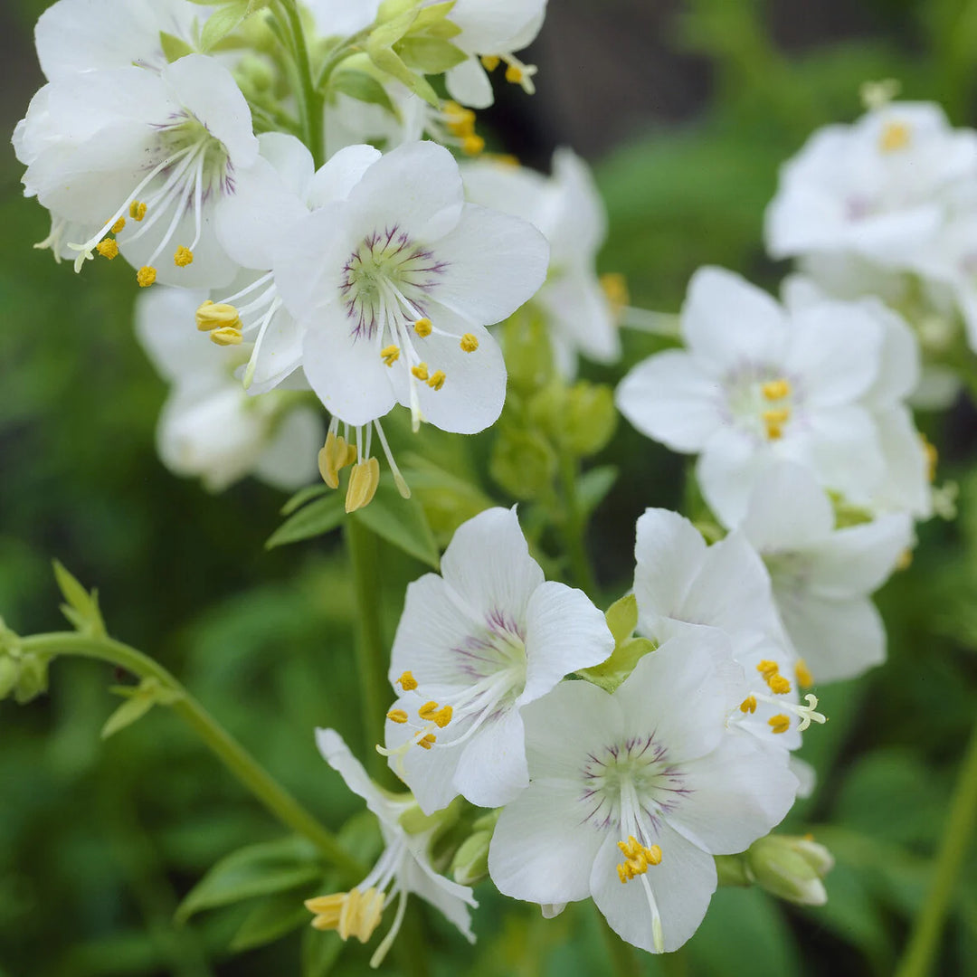 Jacob's Ladder Flower Seeds – Heirloom, Non-GMO, Pollinator-Friendly Blooms for Garden Planting