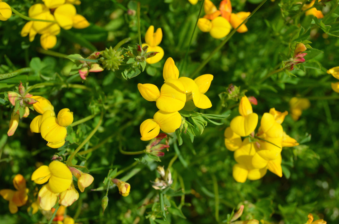 Birdsfoot Blomsterfrø til udplantning - 100 stk