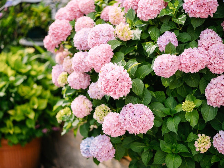 Baby Pink Hortensia Blomsterfrø til udplantning - 100 stk