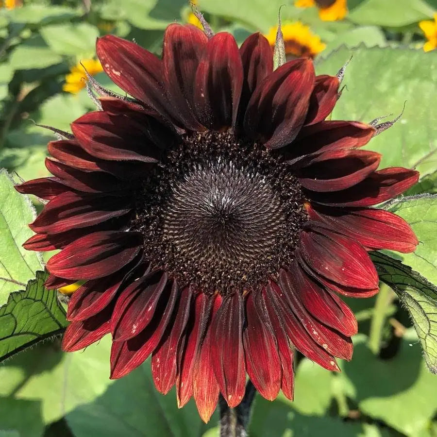 Maroon Sunflower Seeds for Planting - 100 pcs