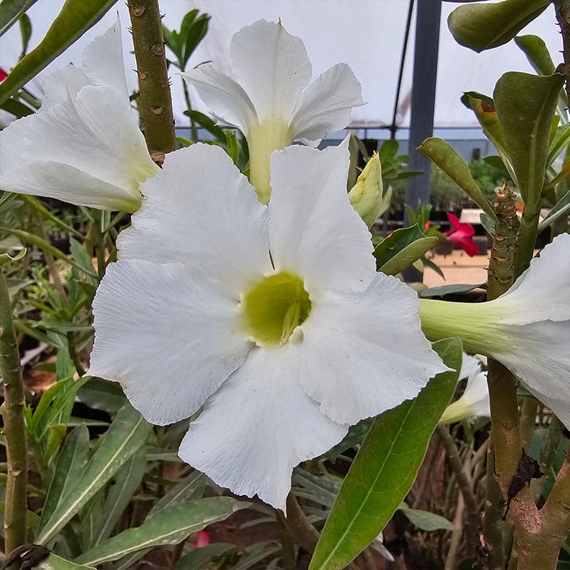white desert rose seeds Organic Heirloom White Adenium Seeds – Non-GMO Desert Rose Succulent Seeds for Planting