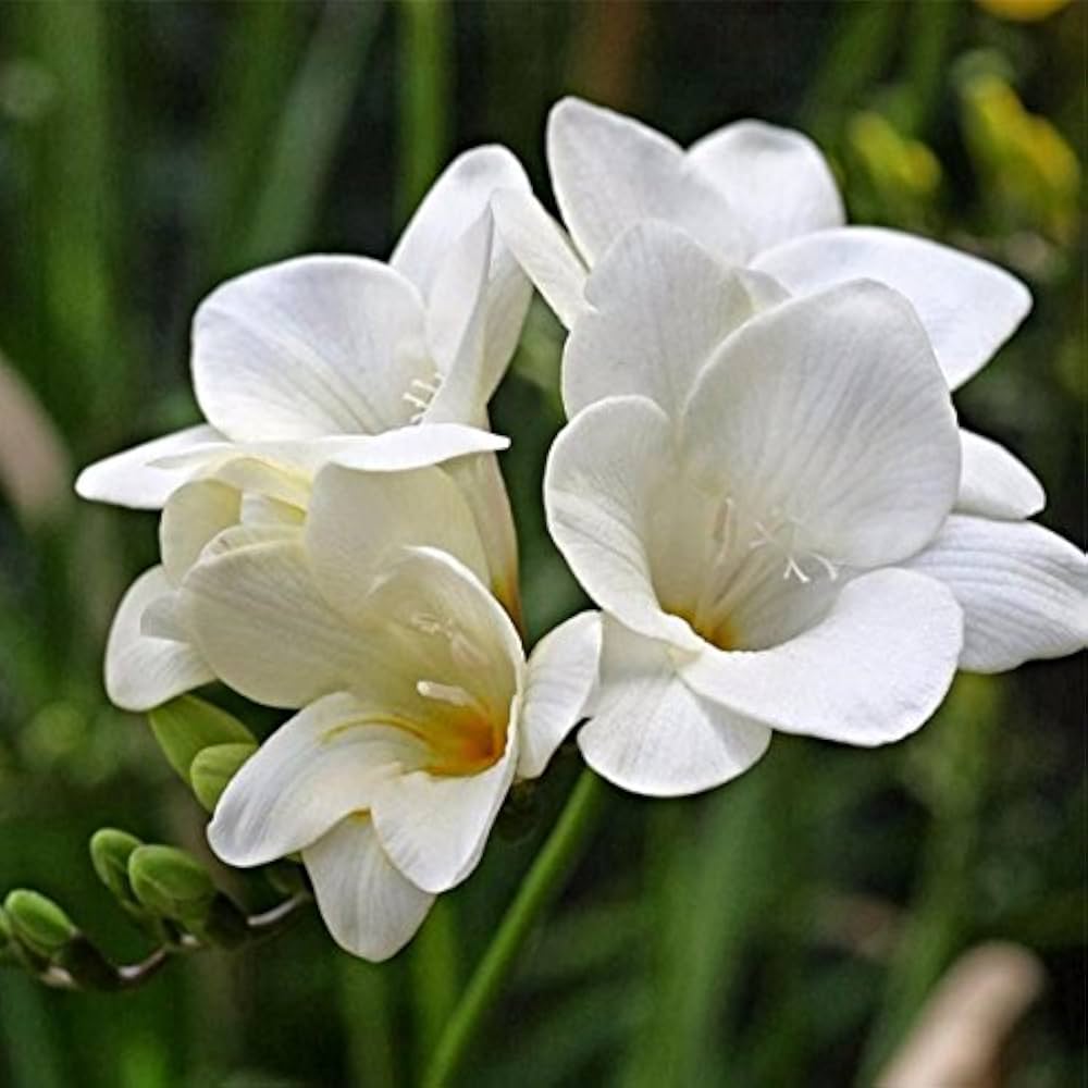 Freesia Flower Seeds – Heirloom, Non-GMO, Fragrant Blooms for Vibrant Garden Planting