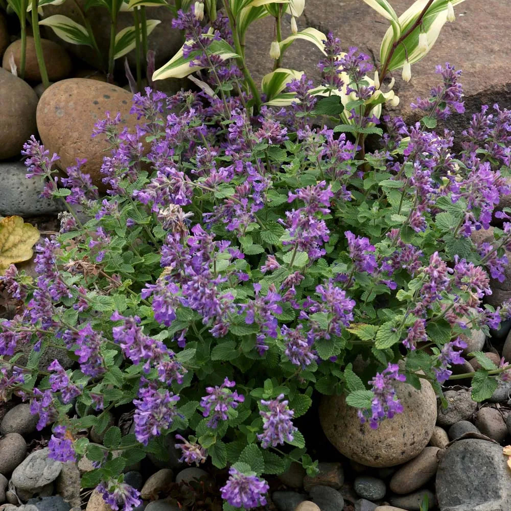 Heirloom Non-GMO Nepeta Mussinii Flower Seeds for Garden Planting – Fragrant Pollinator-Friendly Blooms