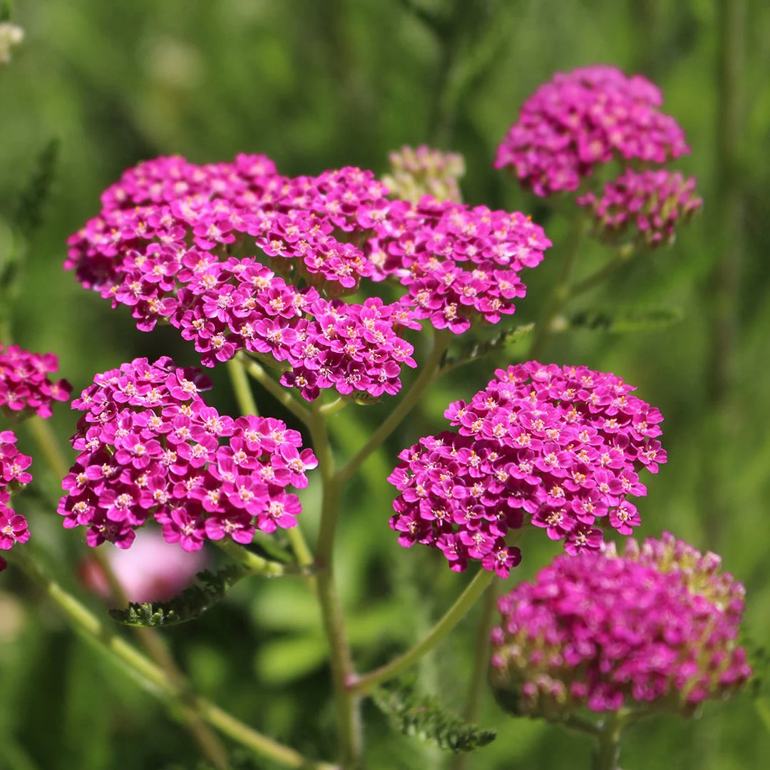 Heirloom Non-GMO Cerise Achillea Flower Seeds for Pollinator-Friendly Perennial Garden Planting