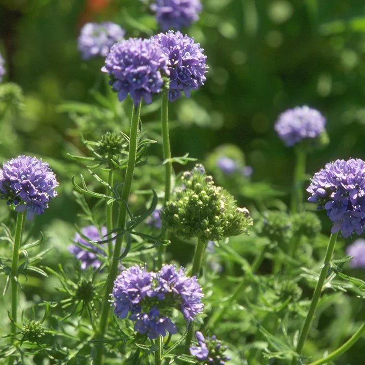 Heirloom Non-GMO Gilia Capitata Flower Seeds for Garden Planting – Blue Wildflower for Pollinators