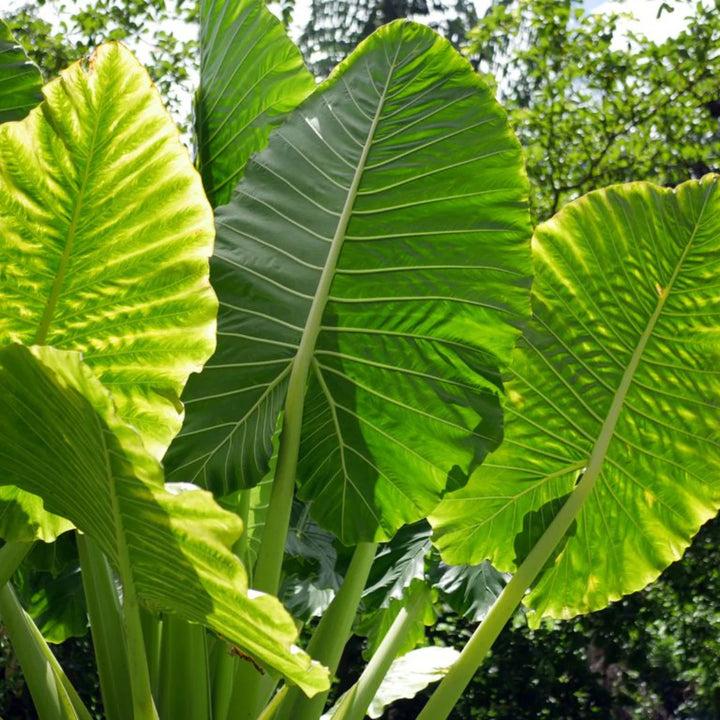 Alocasia Macrorrhiza plantefrø til plantning - 100 stk