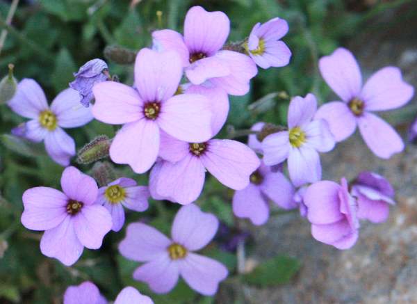 Violet Rock Cress Plant Seeds for Planting - 100 pcs