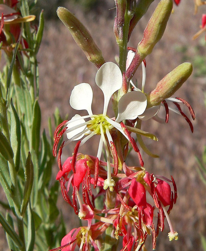 Oenothera Suffrutescens Blomsterfrø til udplantning - 100 stk