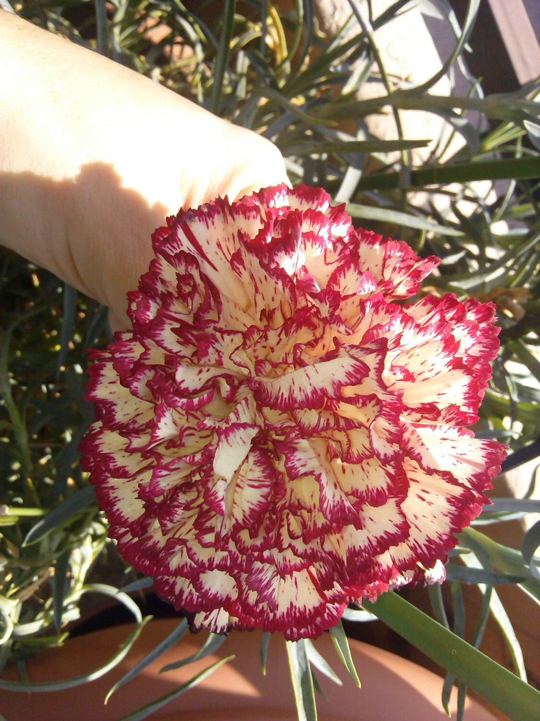 Red Cream Carnation Flower Seeds – Heirloom, Non-GMO, Bi-Color Blooms for Garden Planting