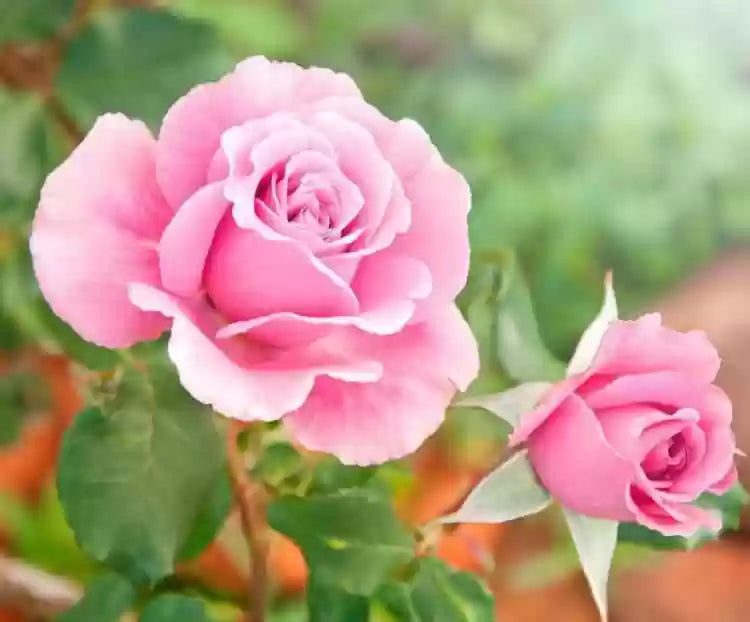 Pink David Austin Rose Heirloom Non-GMO Seeds for Planting