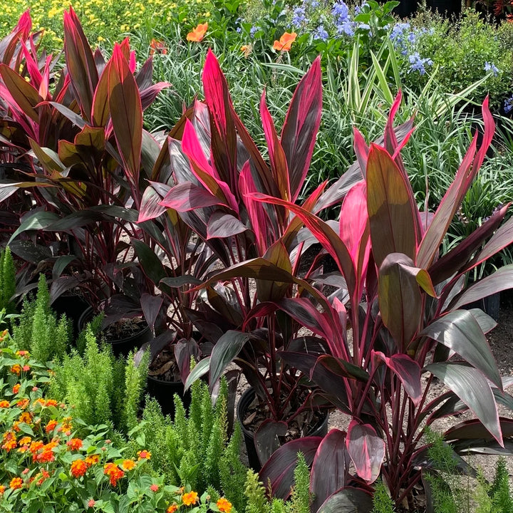 Cordyline plantefrø til udplantning - 100 stk