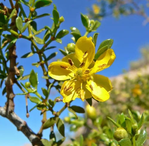 Larrea Tridentata Flower Seeds – Heirloom, Non-GMO, Desert Bloom Seeds for Drought-Tolerant Planting