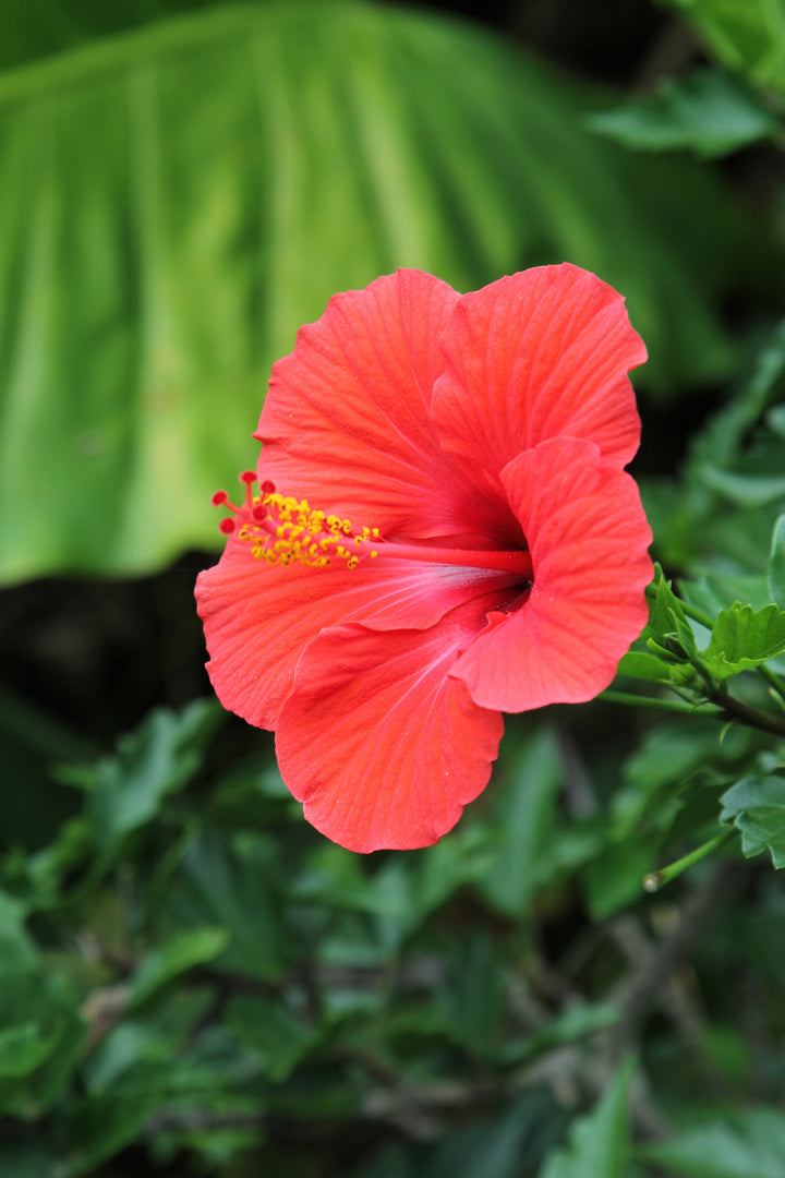 Hibiscus Flower Seeds – Tropical Garden, Heirloom, Non-GMO Flower Seeds for Planting