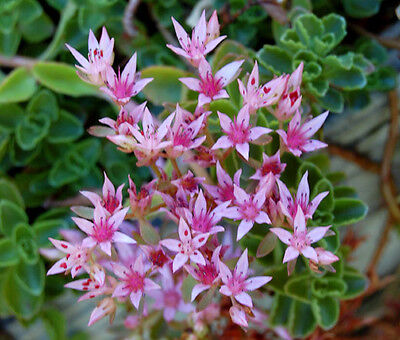 Pink Sedum Stolon Blomsterfrø til udplantning - 100 stk