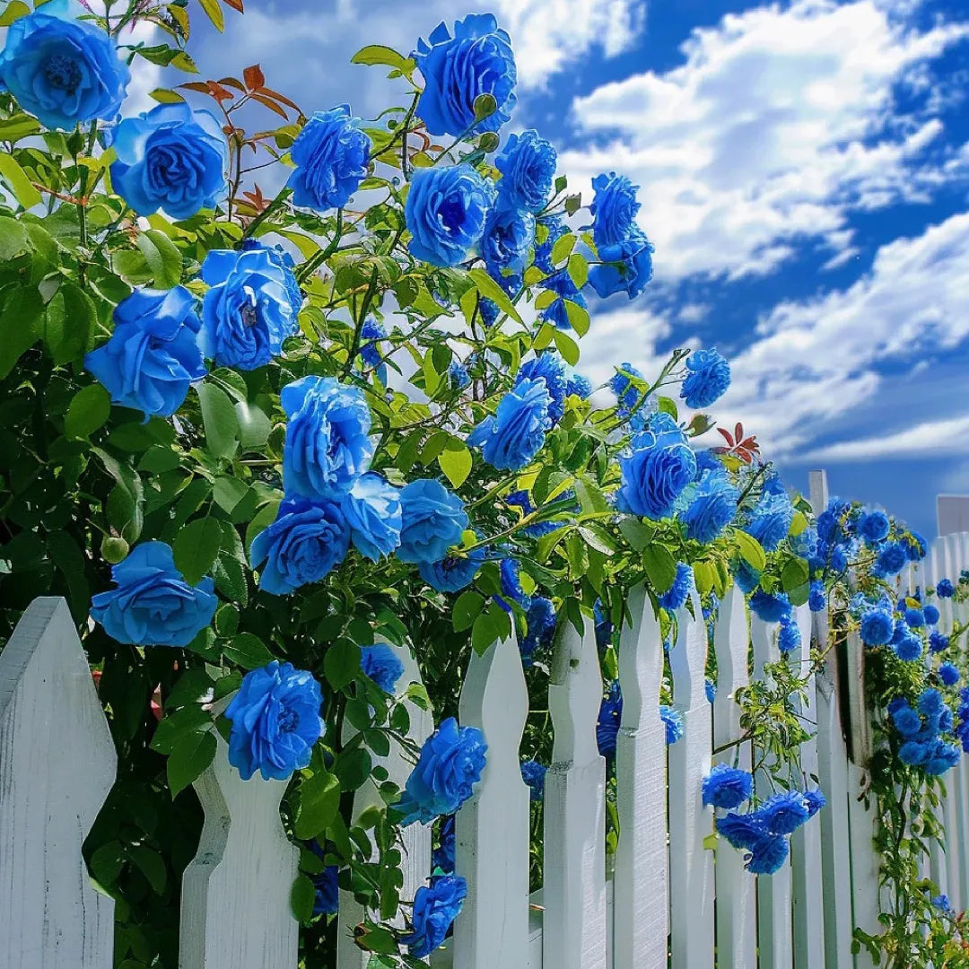 Sky Blue Climbing Rose Seeds for Planting, 100 pcs