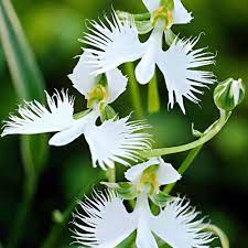 Dove Orchid Flower Seeds for Planting, 100 pcs