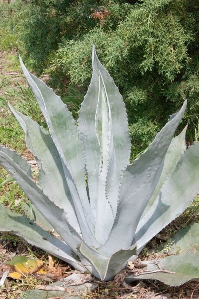 Sølv Agave plantefrø til udplantning 100 stk