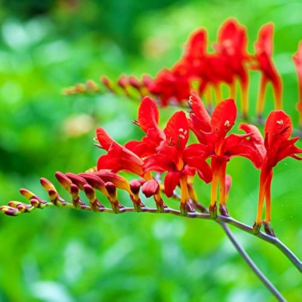 lucifer flower seeds Heirloom Non-GMO Red Crocosmia Lucifer Flower Seeds for Planting – High Germination Organic Garden Seeds