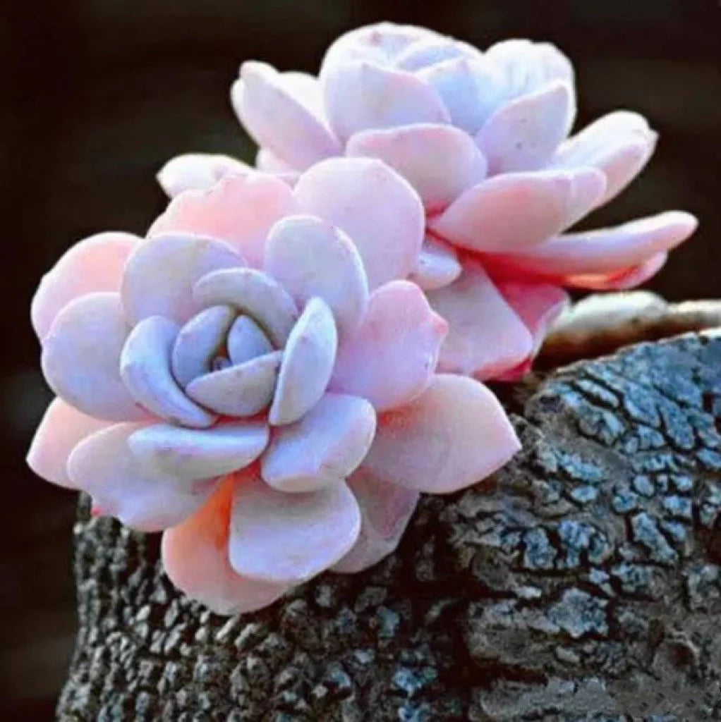pink succulents seeds Light Pink Heirloom Echeveria Plant Seeds, Non-GMO Rosette Succulents – Neeraseeds