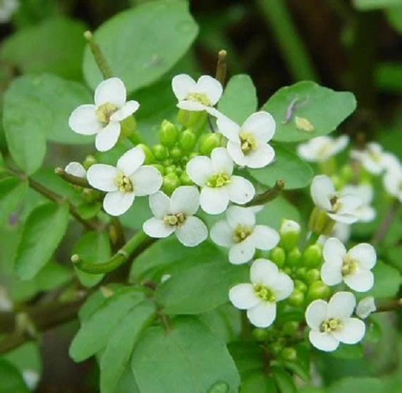 Nasturtium Officinale Plantefrø til udplantning - 100 stk