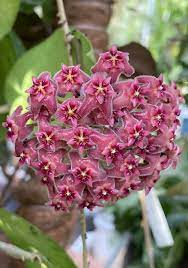 Fresh Hoya Flower Seeds for Planting - 100 pcs