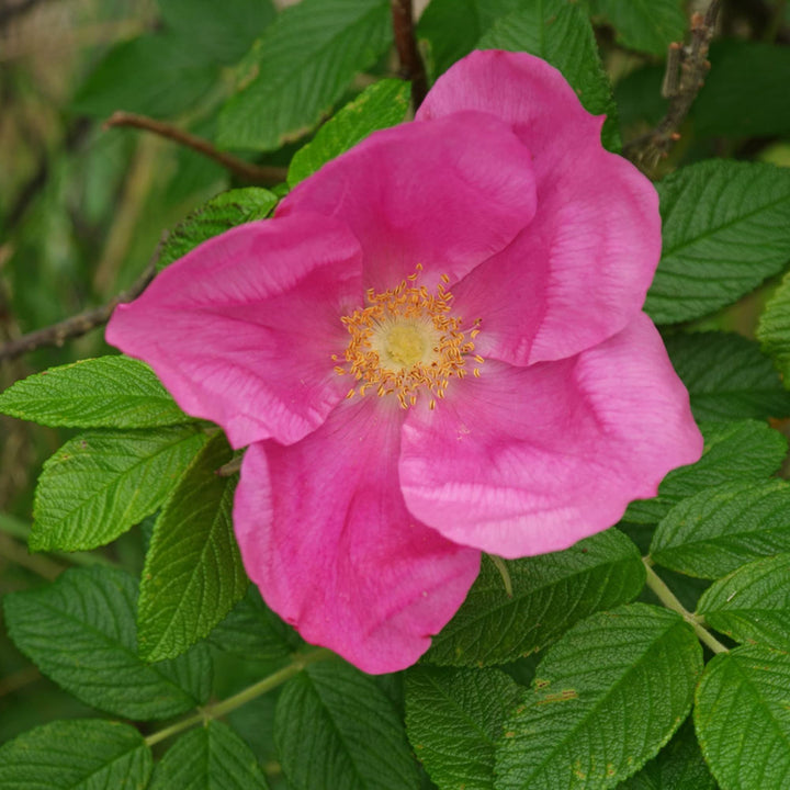 Rugosa Pink Seeds for Planting – Organic, Heirloom, Non-GMO Flower Seeds