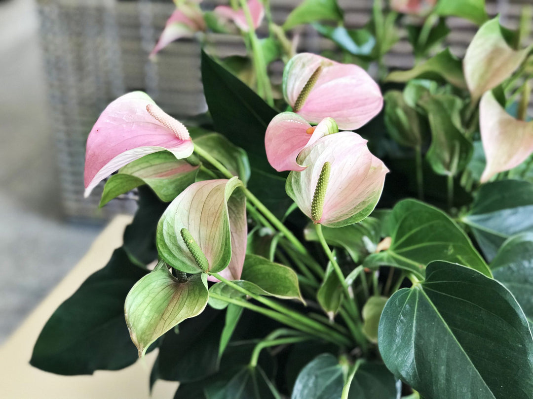 Baby Pink Anthurium Flower Seeds for Planting, Exotic Beauty, 100 pcs