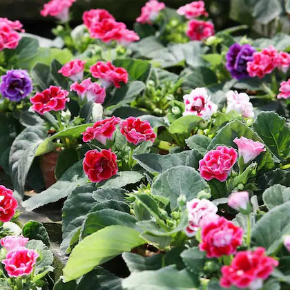 Organic Gloxinia Flower Seeds in Mixed Colors for Planting – Heirloom, Non-GMO
