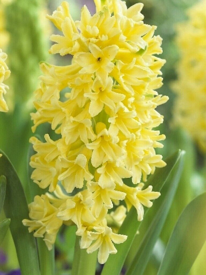 Heirloom Non-GMO Light Yellow Hyacinth Flower Seeds for Fragrant Spring Gardens and Outdoor Planting