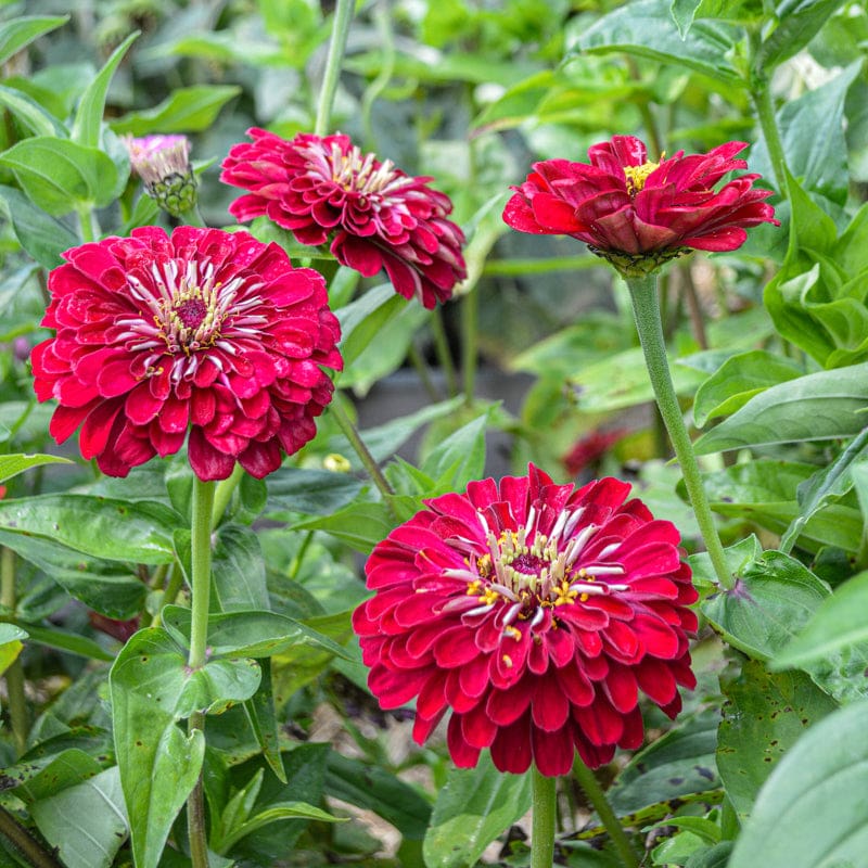 Deep Red Zinnia Flower Seeds for Planting - 100 pcs