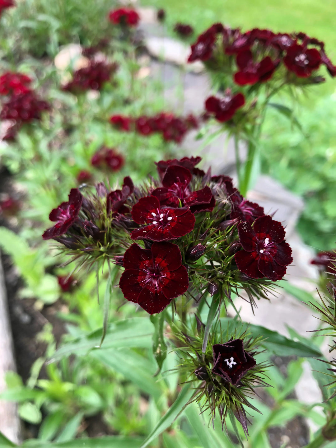 Heirloom Non-GMO Black William Flower Seeds for Bold and Unique Garden Planting