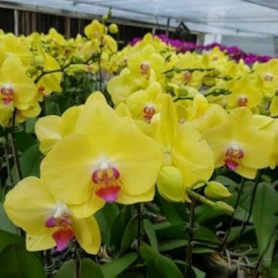 Yellow Pink Phalaenopsis Orchid Seeds for Planting 100 pcs