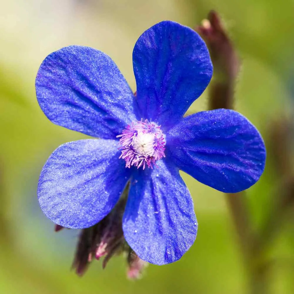 Anchusa Blue Seeds for Planting – Organic, Heirloom, Non-GMO Flower Seeds