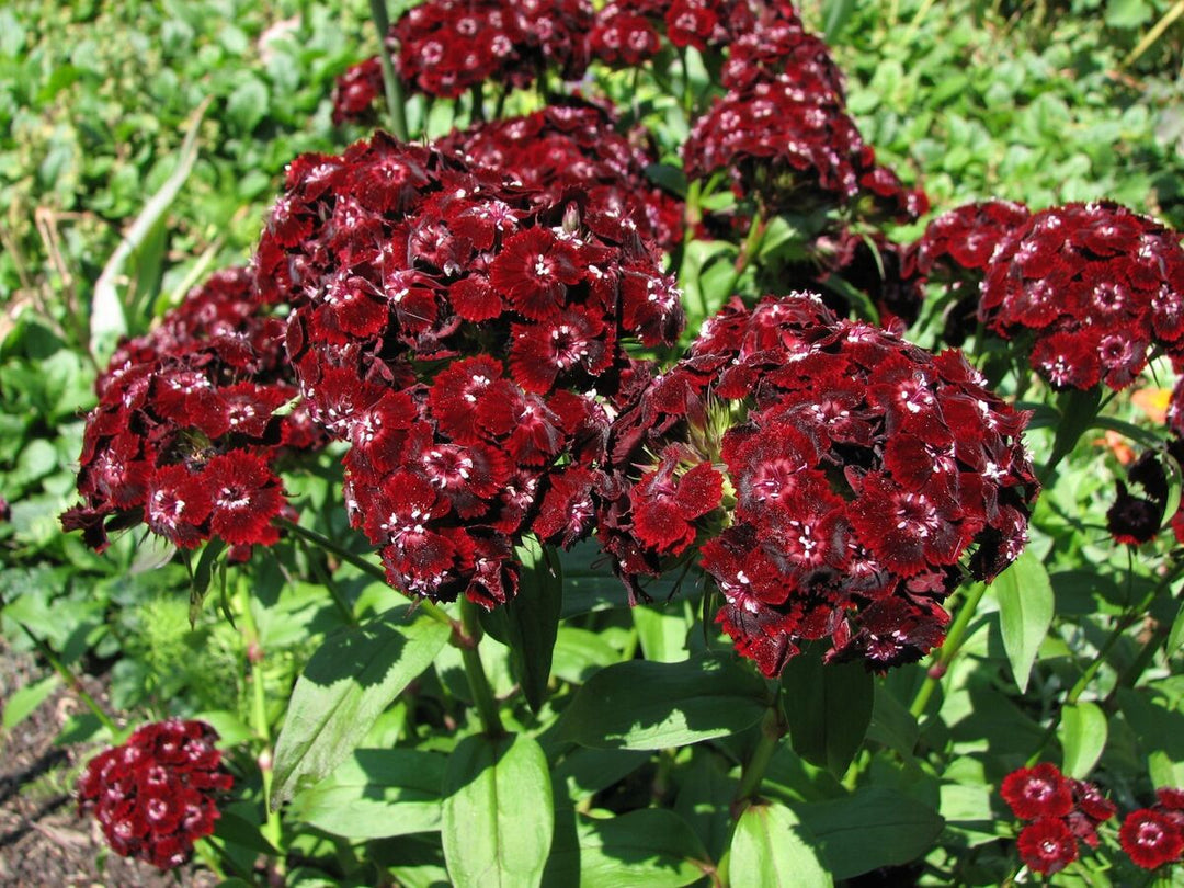 Heirloom Non-GMO Black William Flower Seeds for Bold and Unique Garden Planting