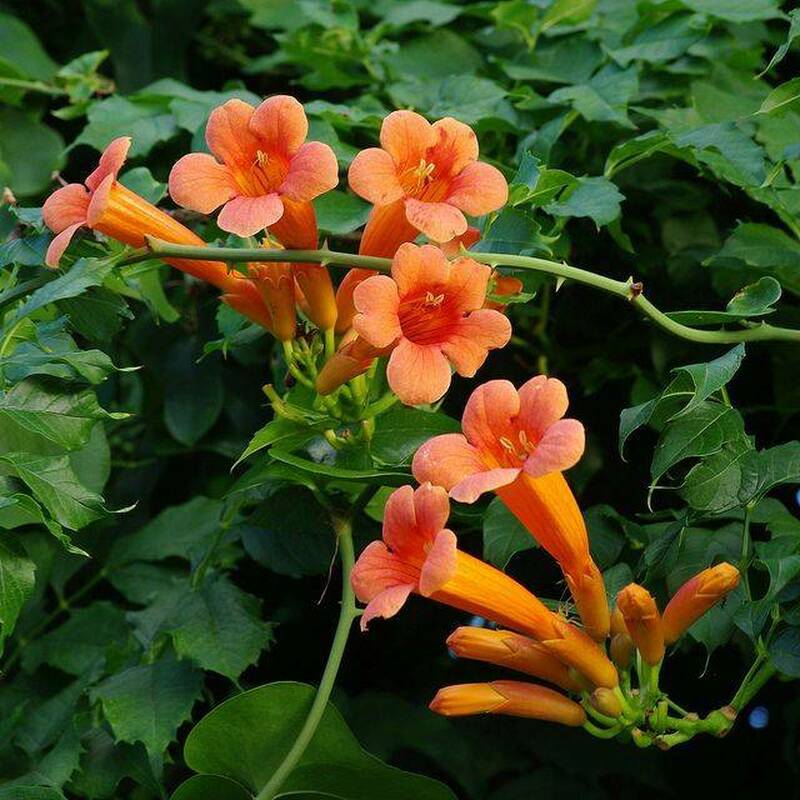 Enredadera Trompetan Flower Seeds for Planting - 100 pcs