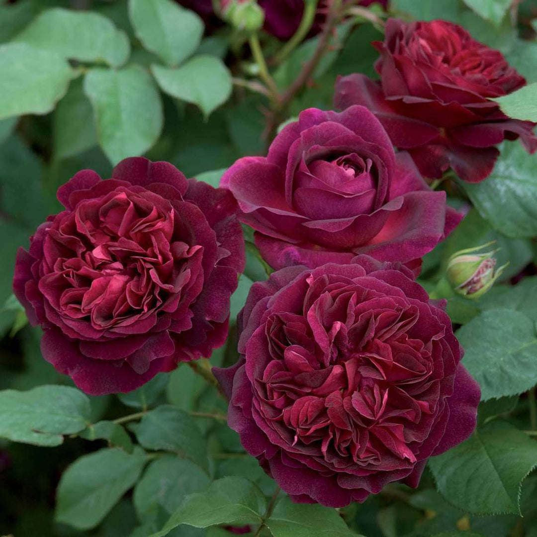 Maroon Climbing Rose Heirloom Non-GMO Seeds for Planting