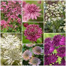 Blandede Astrantia blomsterfrø til plantning - 100 stk