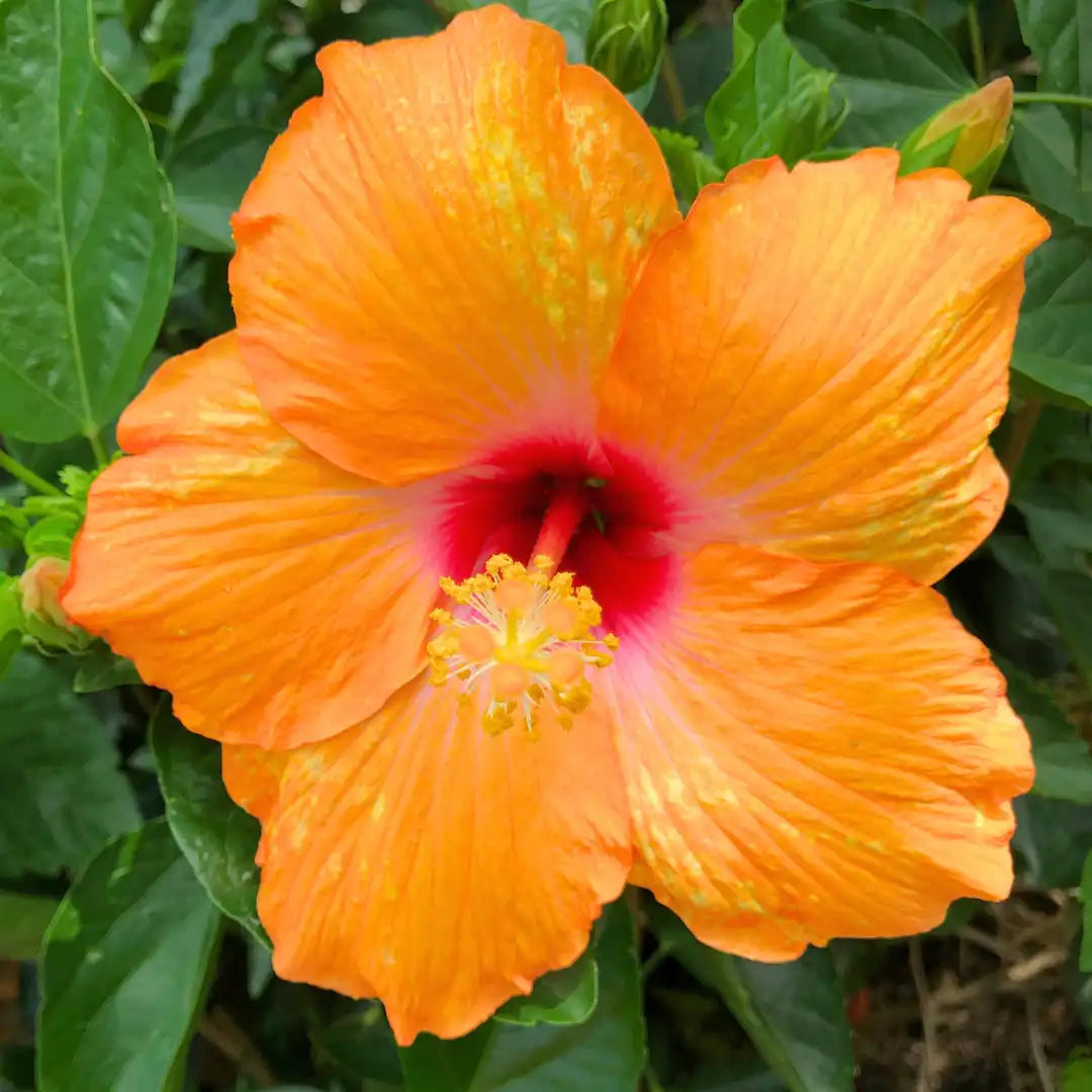 Orange Hibiscus Rosa-Sinensis Flower Seeds for Planting - 100 pcs