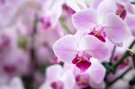 White Violet Butterfly Orchid Seeds for Planting - 100 pcs