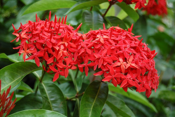 Coccinea Flower Seeds for Planting - 100 pcs