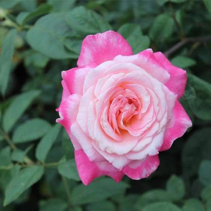 Pink & White Rose Heirloom Non-GMO Seeds for Planting – Organic Garden Seeds, High Germination