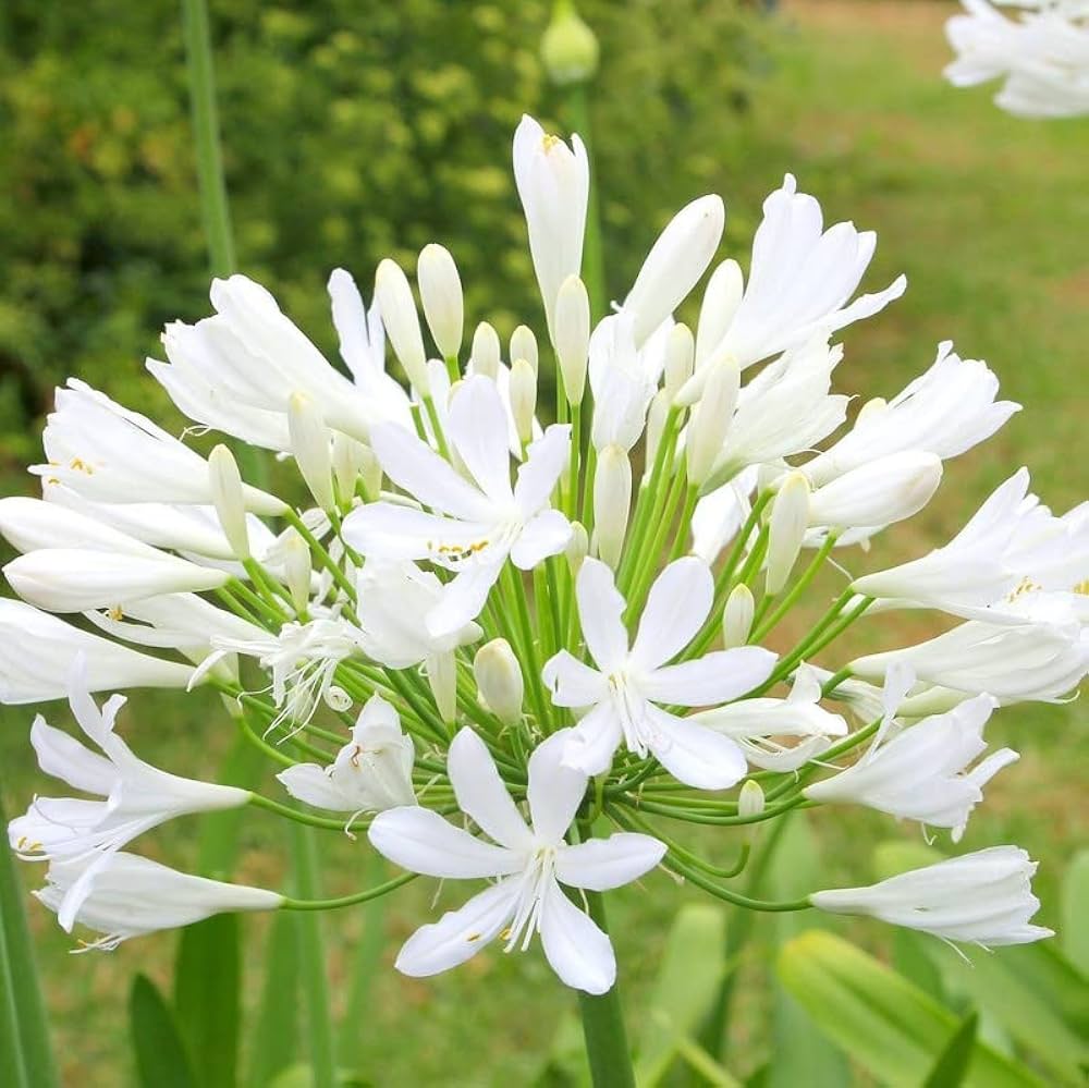 Agapanthus Africanus Flower Seeds for Planting, Heirloom, Non-GMO, 100 pcs