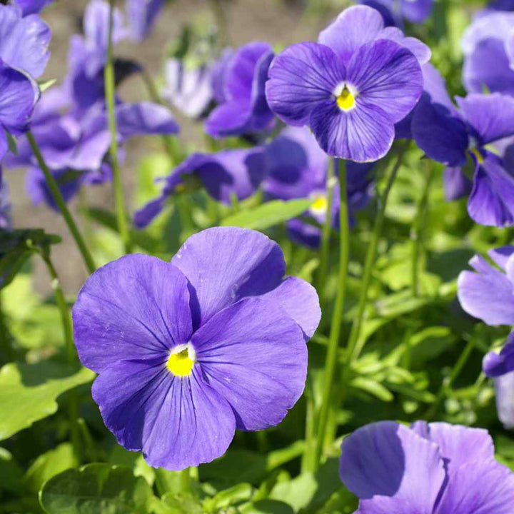 Pansy Blue Flower Seeds for Planting - 100 pcs