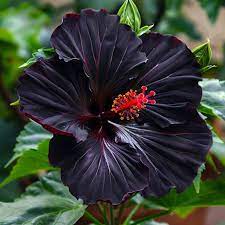 Black Hibiscus Flower Seeds for Planting Rare Blooms 100 pcs