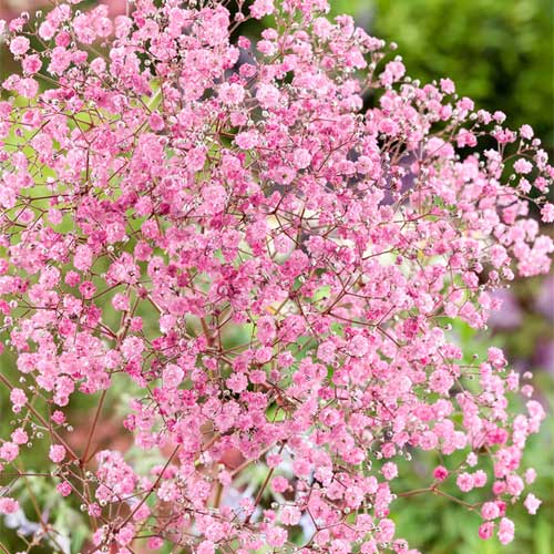 Pink Gypsophila blomsterfrø til udplantning, 100 stk